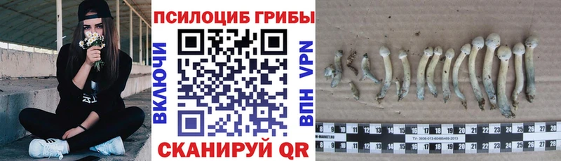 где купить наркоту  Тбилисская  blacksprut tor  Псилоцибиновые грибы ЛСД 